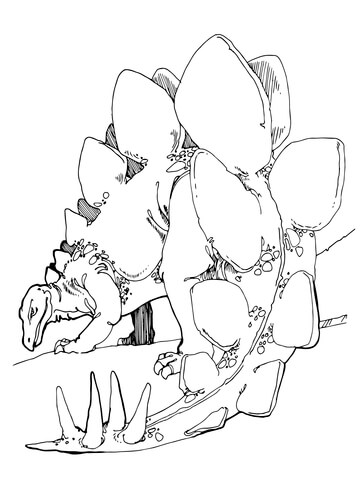 Stegosaurus  Coloring Page